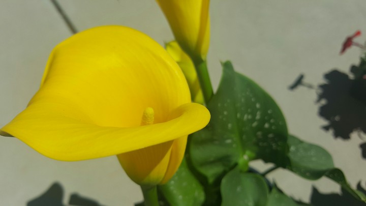Yellow Flower