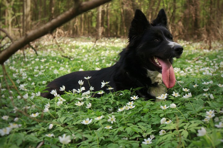 Happy dog