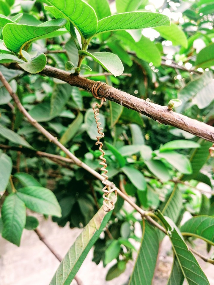 branch