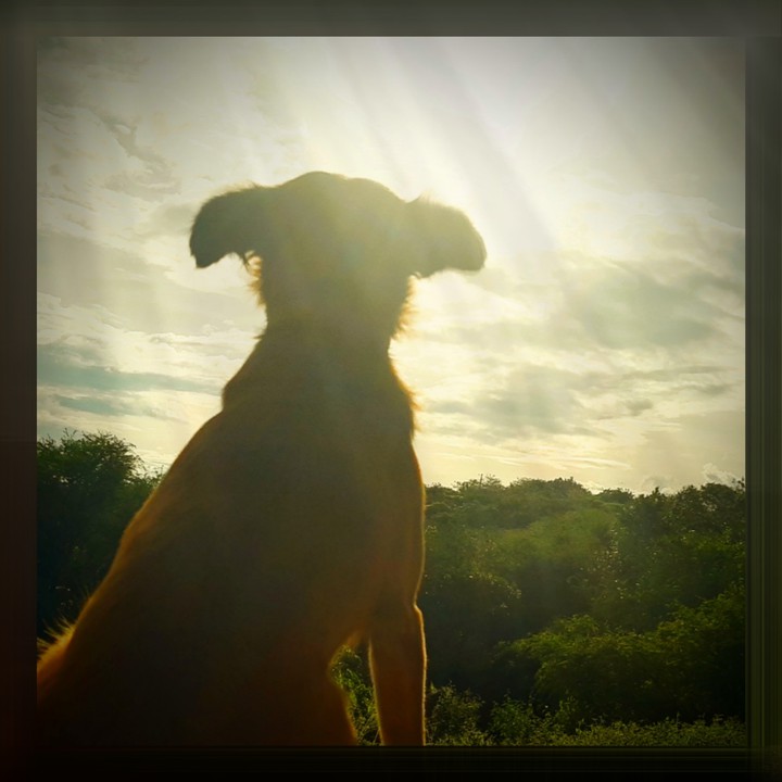 Cão