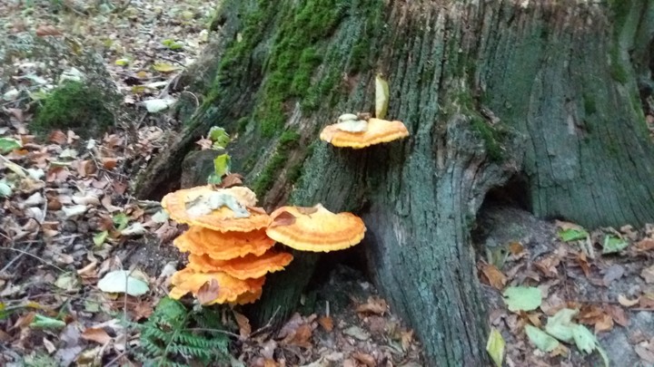 Colours of the wood