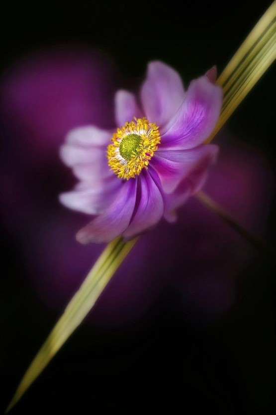 purple flowers