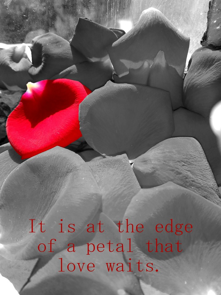 edge of a petal