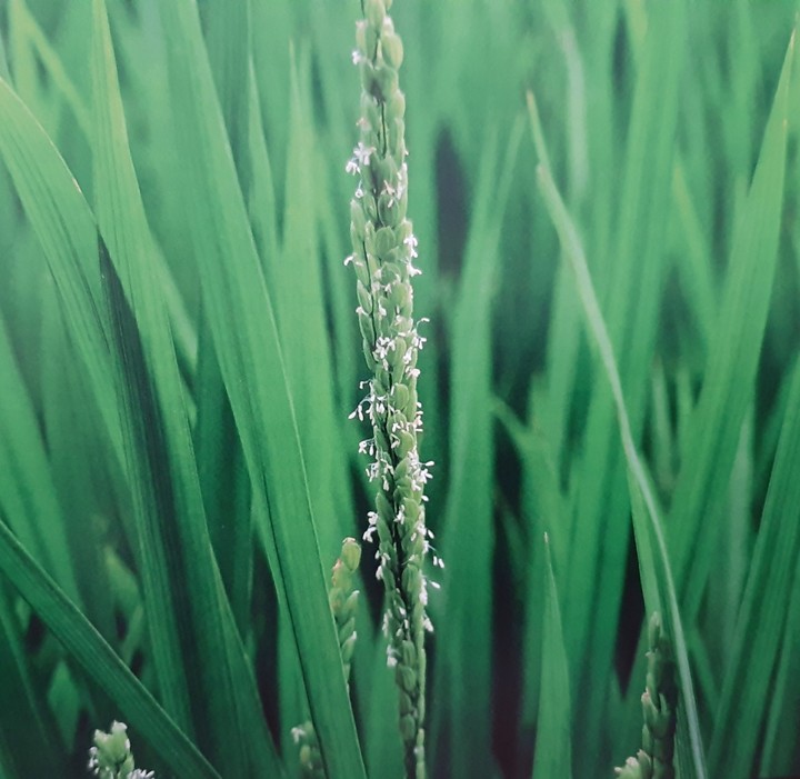 Blume