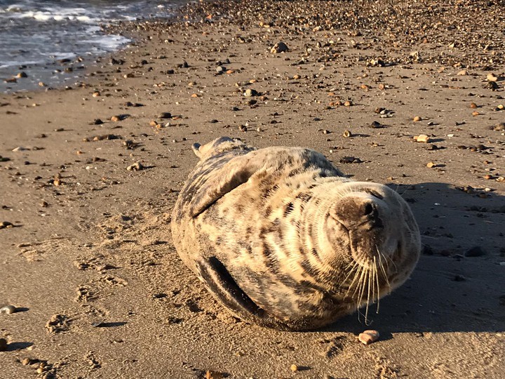 Seal