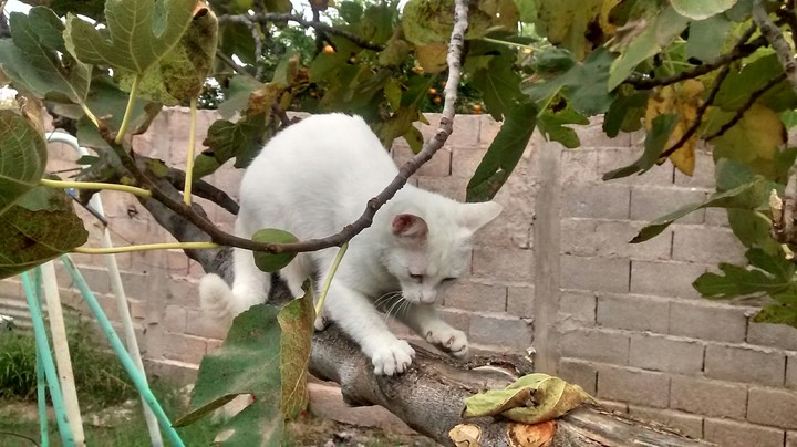 My Cat Luna
