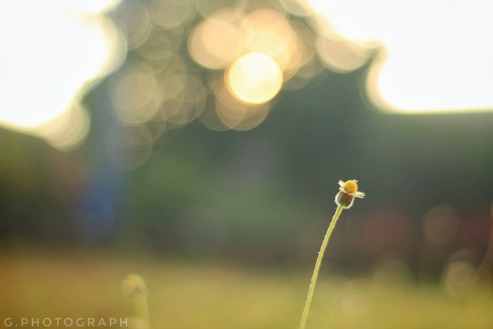 morning shine