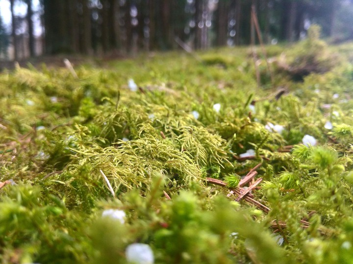 moss