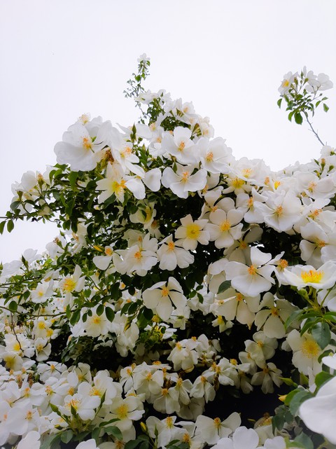 Cascading_flowers