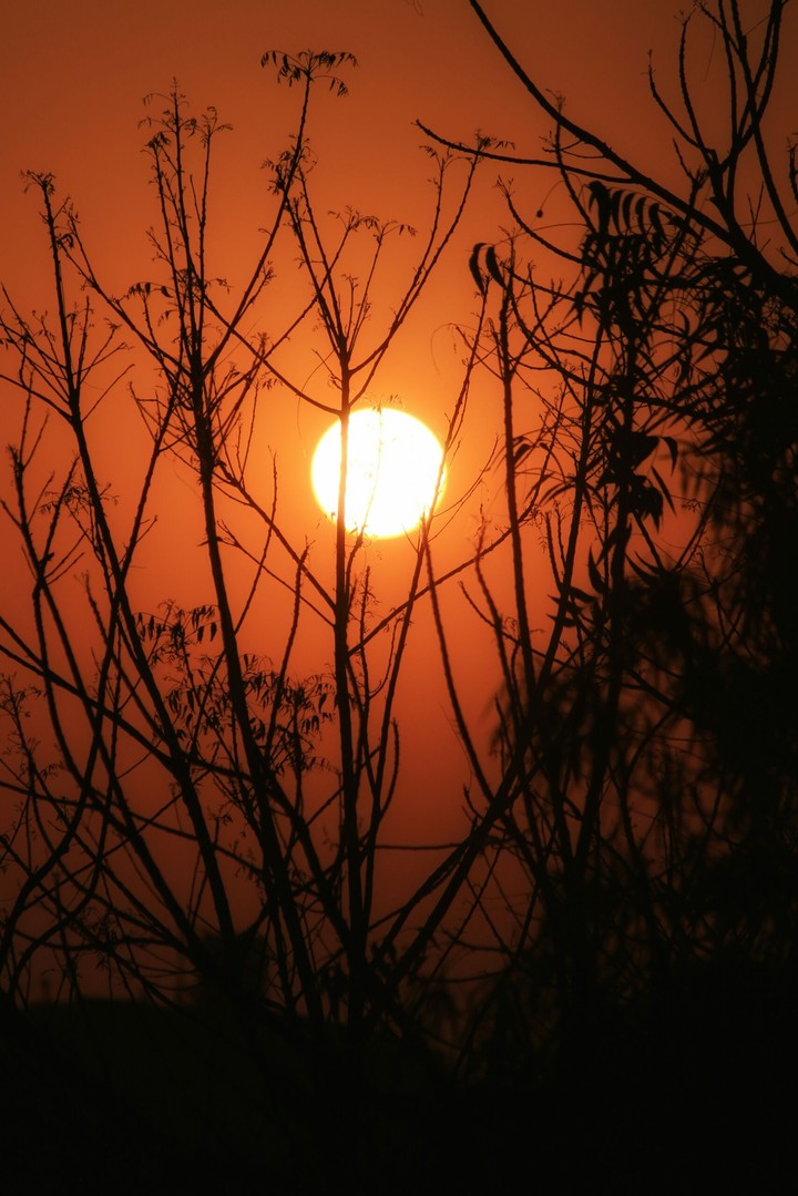 sunset Jungle