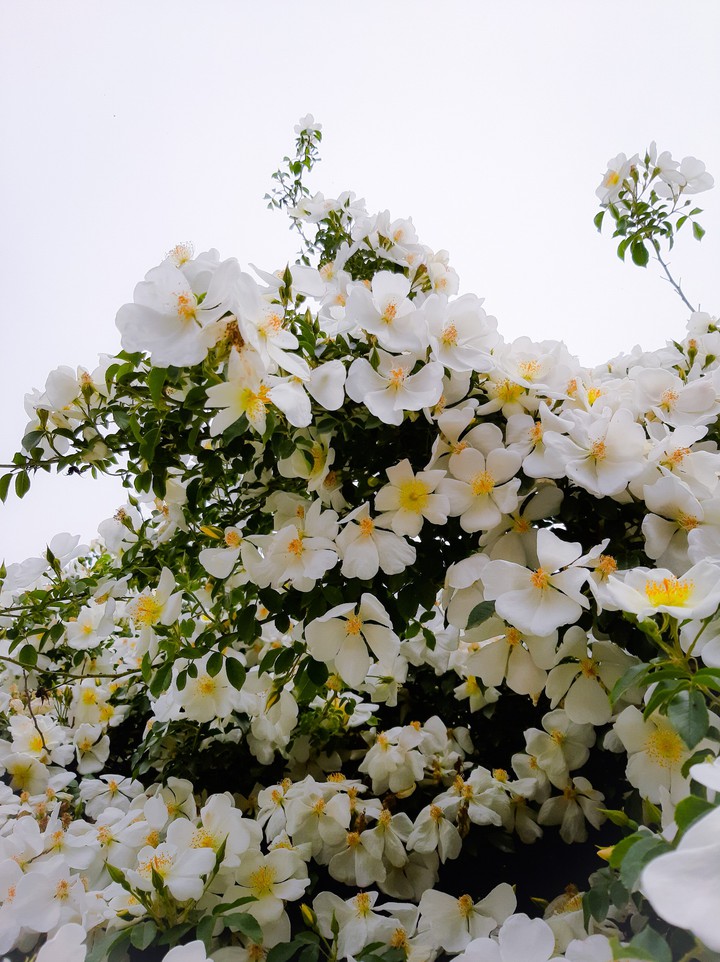 Cascading_flowers