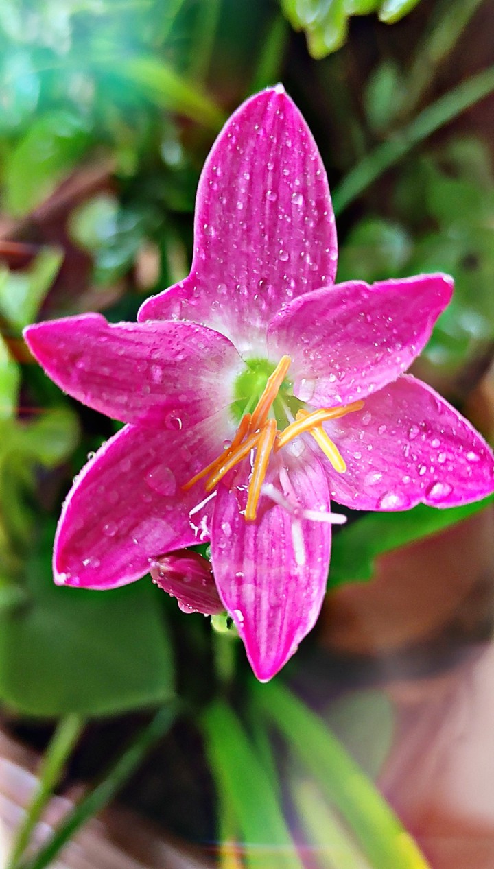 Romantic pink