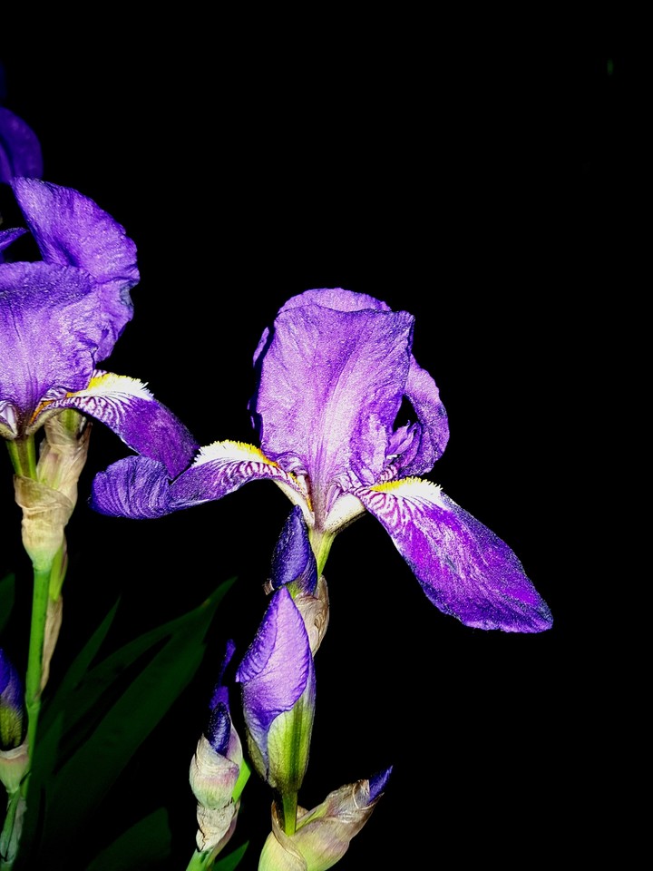 Flower in the Dark