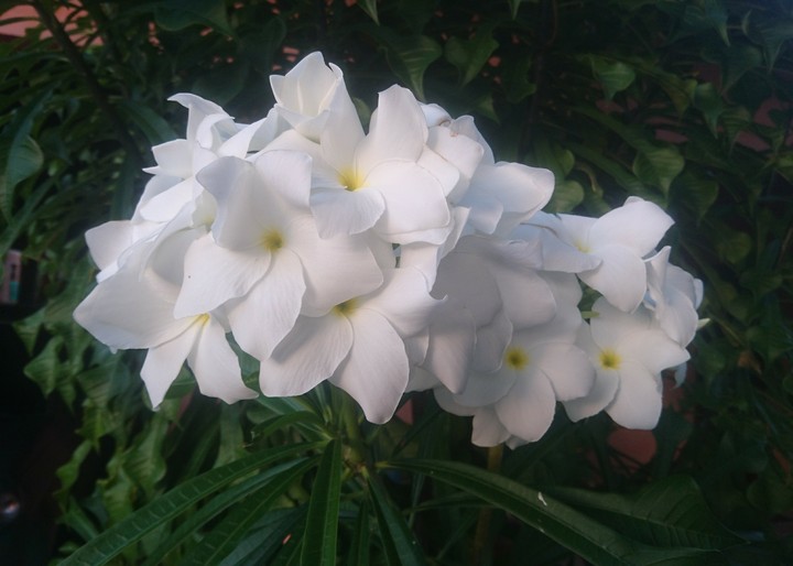 Flor