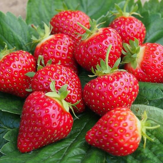 Strawberries