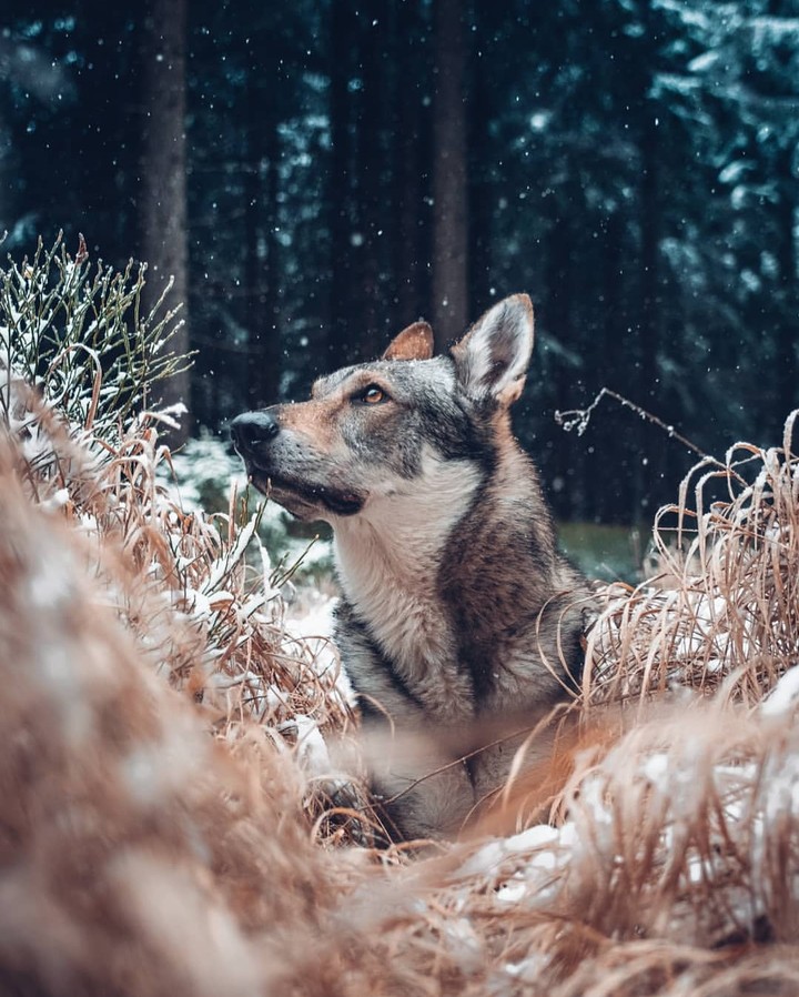 Wolf