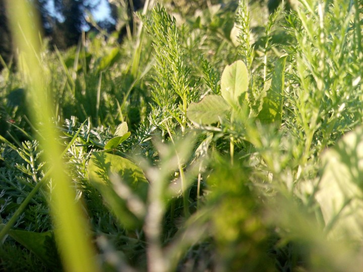Sunny grass