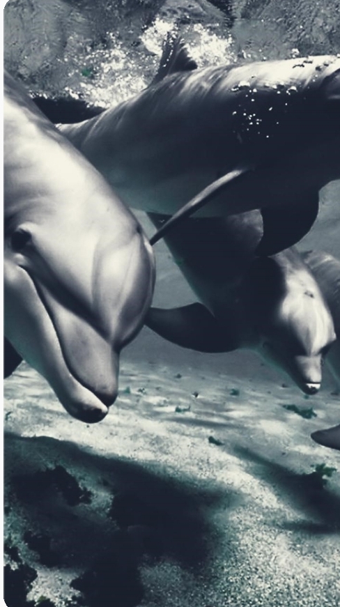 dolphin