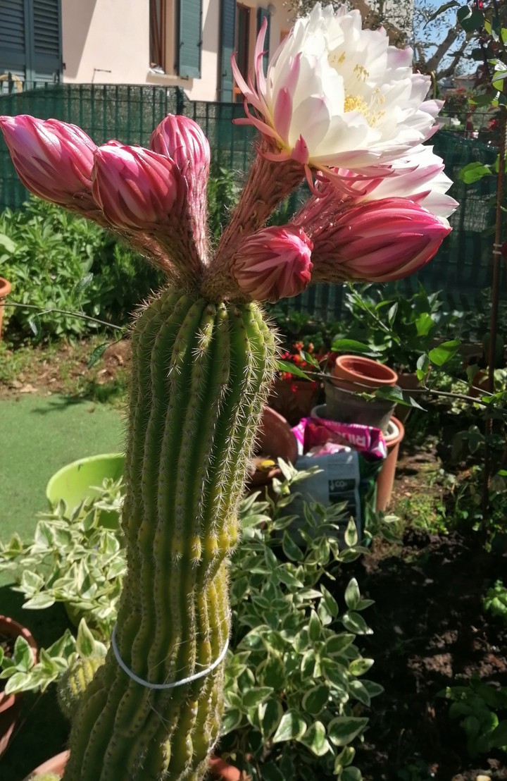 cactus