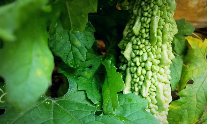 Bittergourd