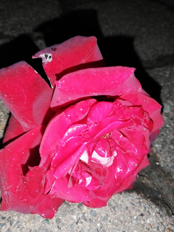 Rosenrot