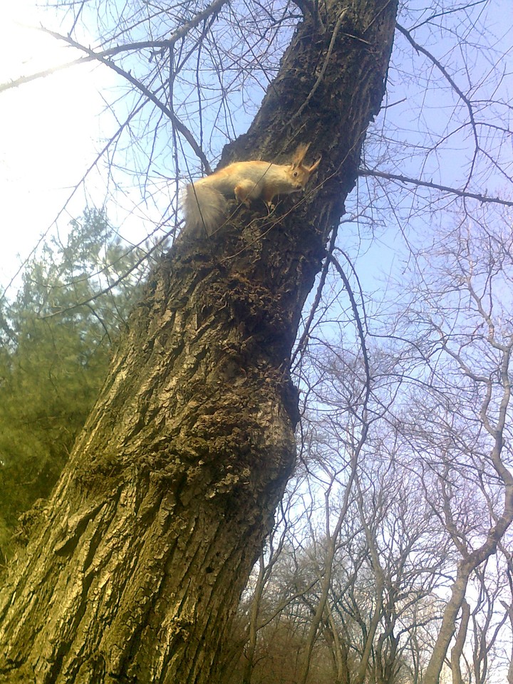 spring