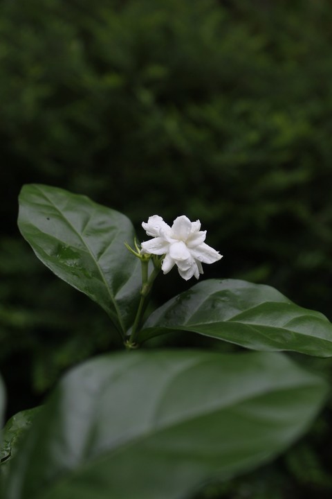 petal, groundcover duvar kağıtları
