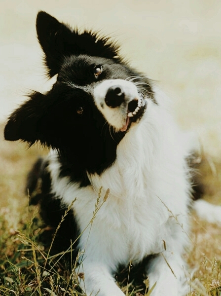 Border collie