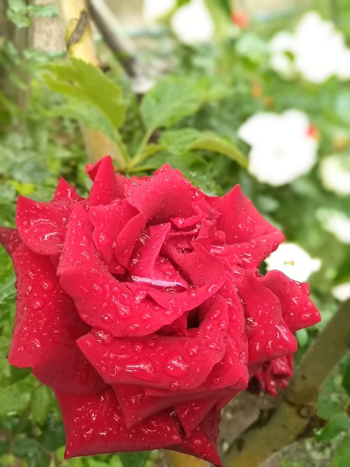 rose