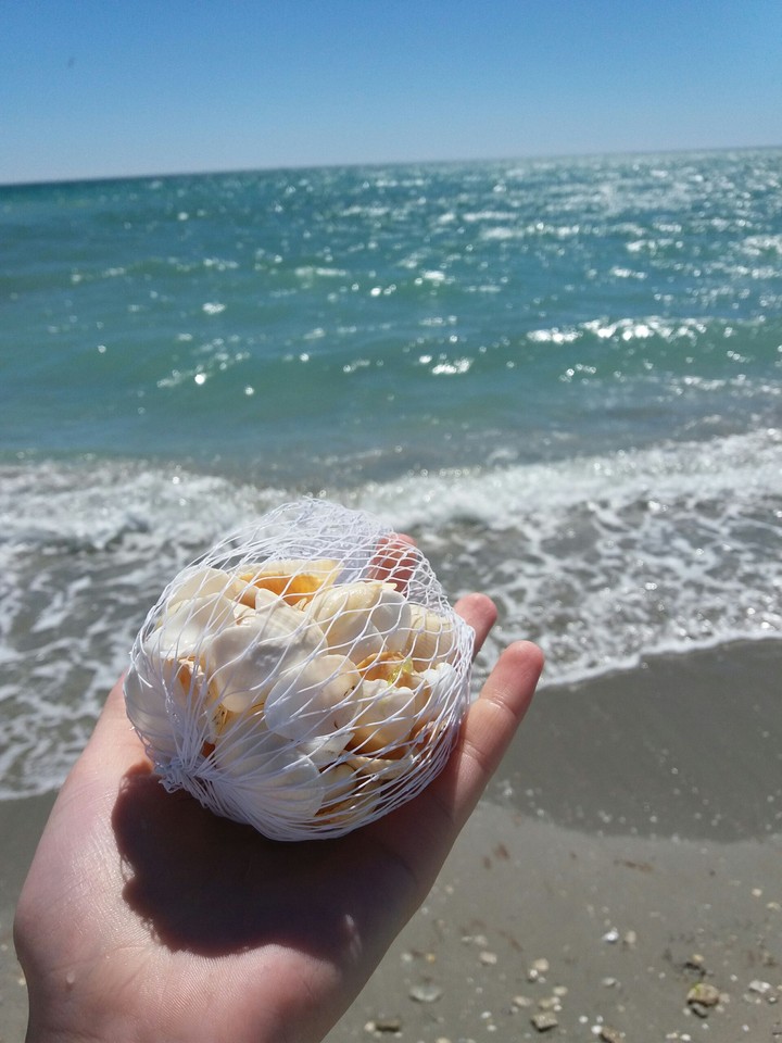 #sea #ракушка