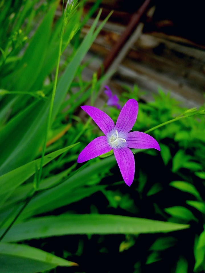 purple flower