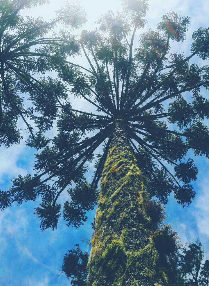Nature