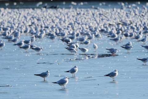 обои wing, beak