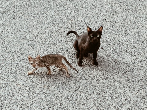 Cats