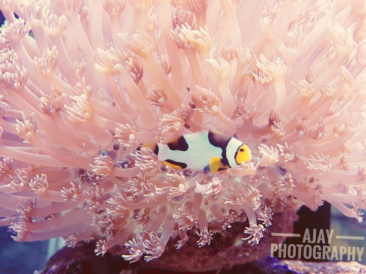Clown Fish