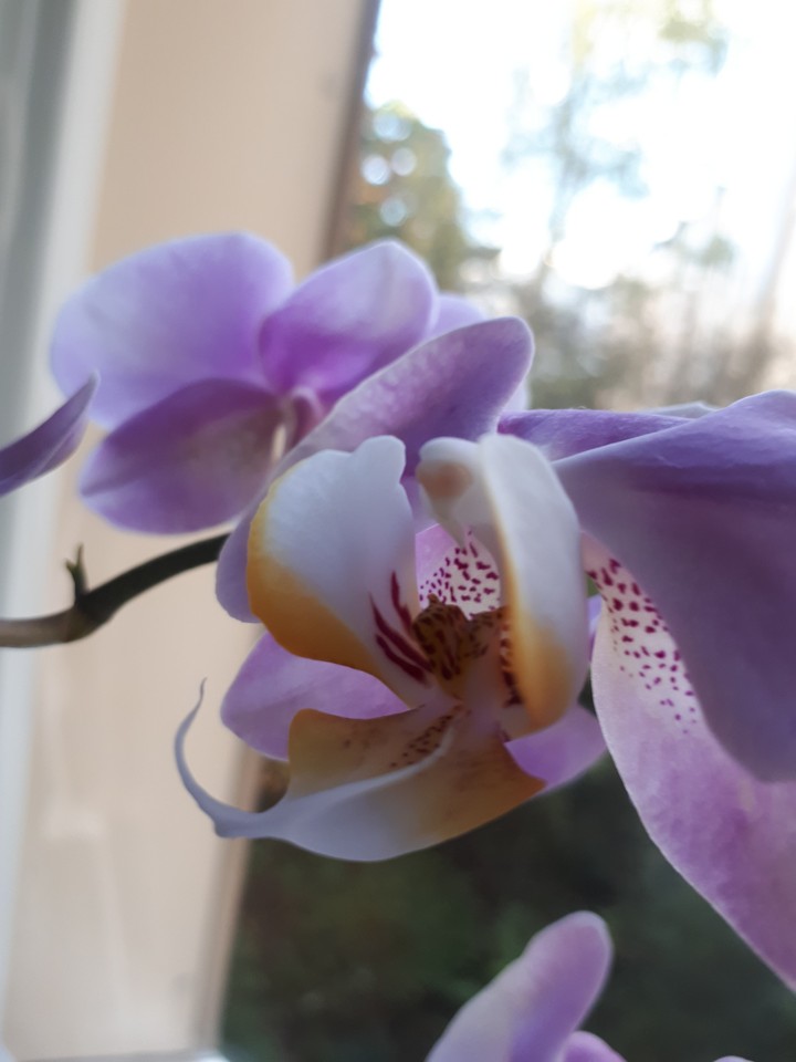 Orchideen