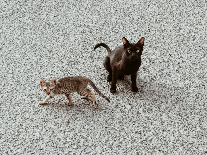 Cats