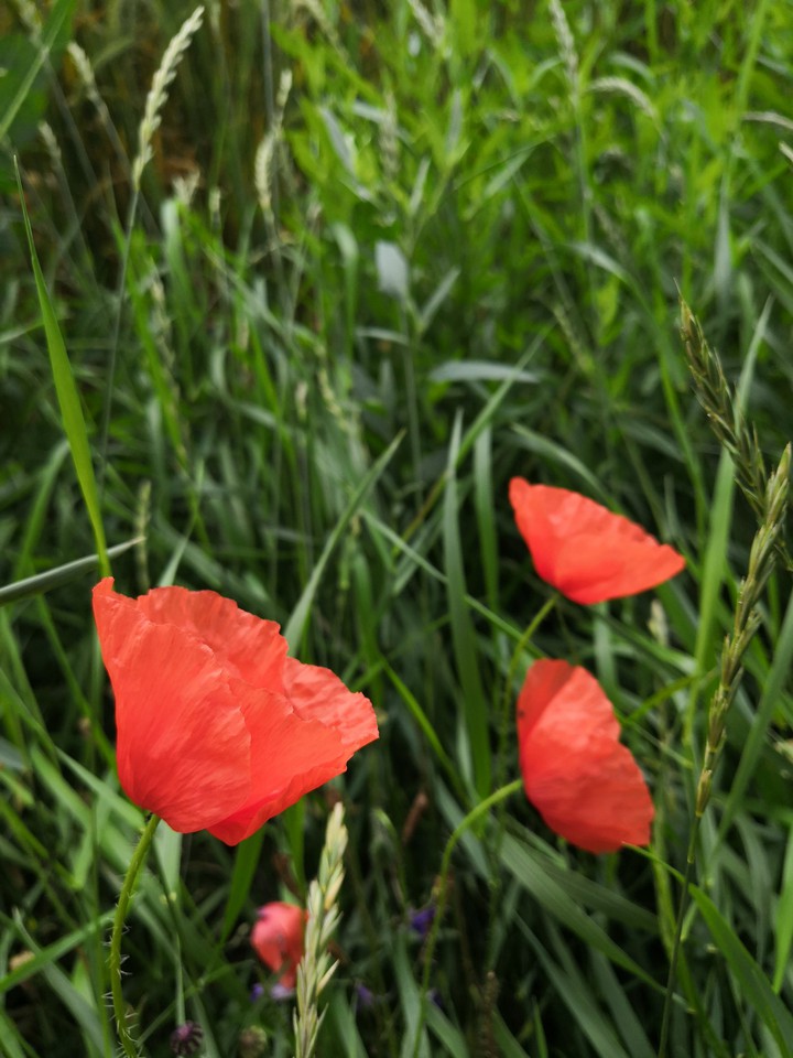 Red poppy