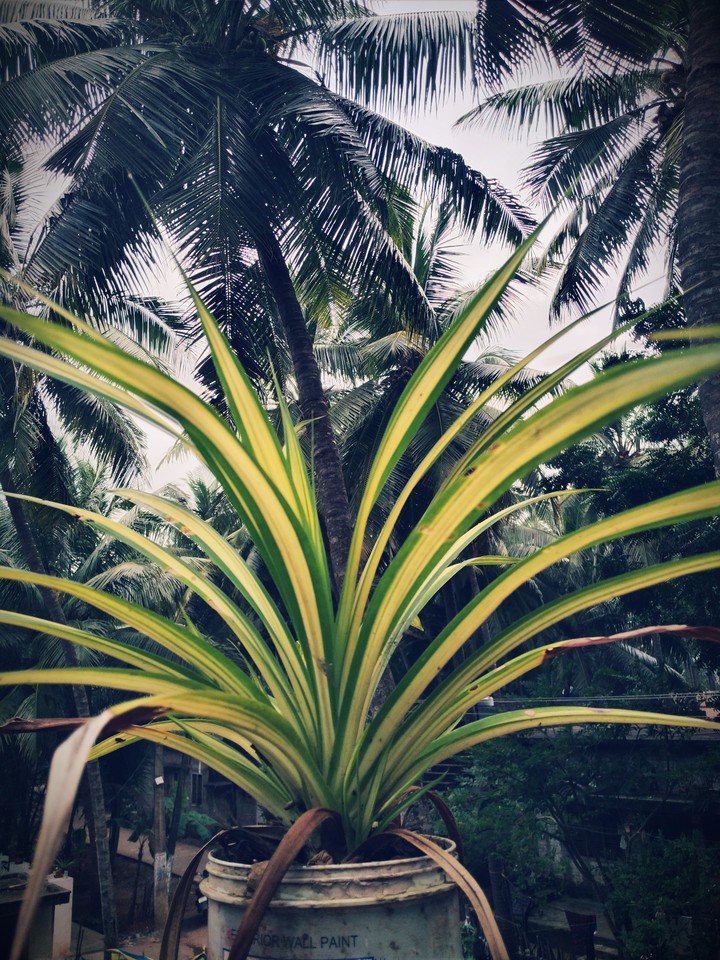 nature