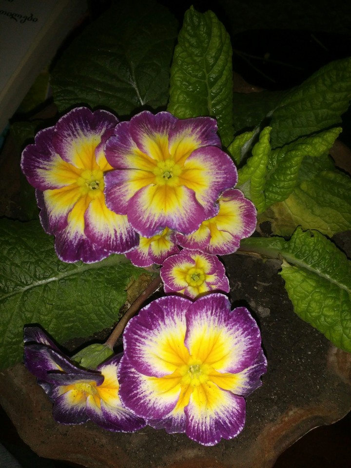 just fucking flower