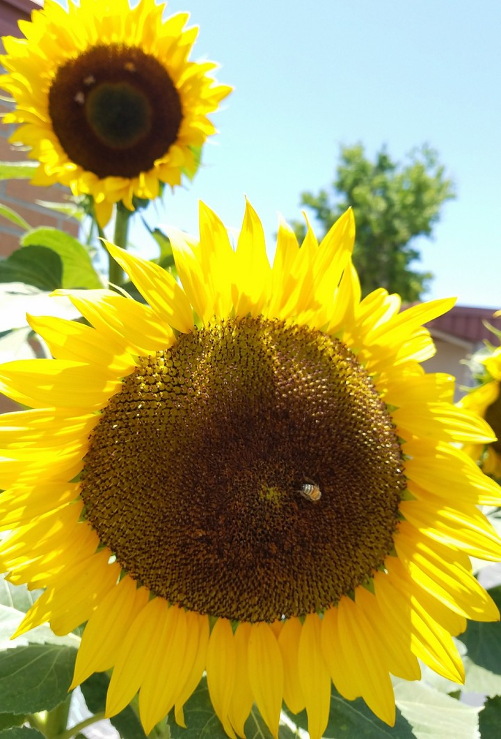sunflower delight