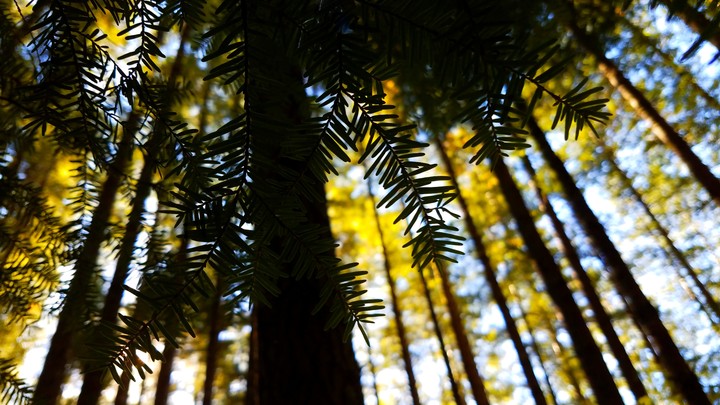 Forest