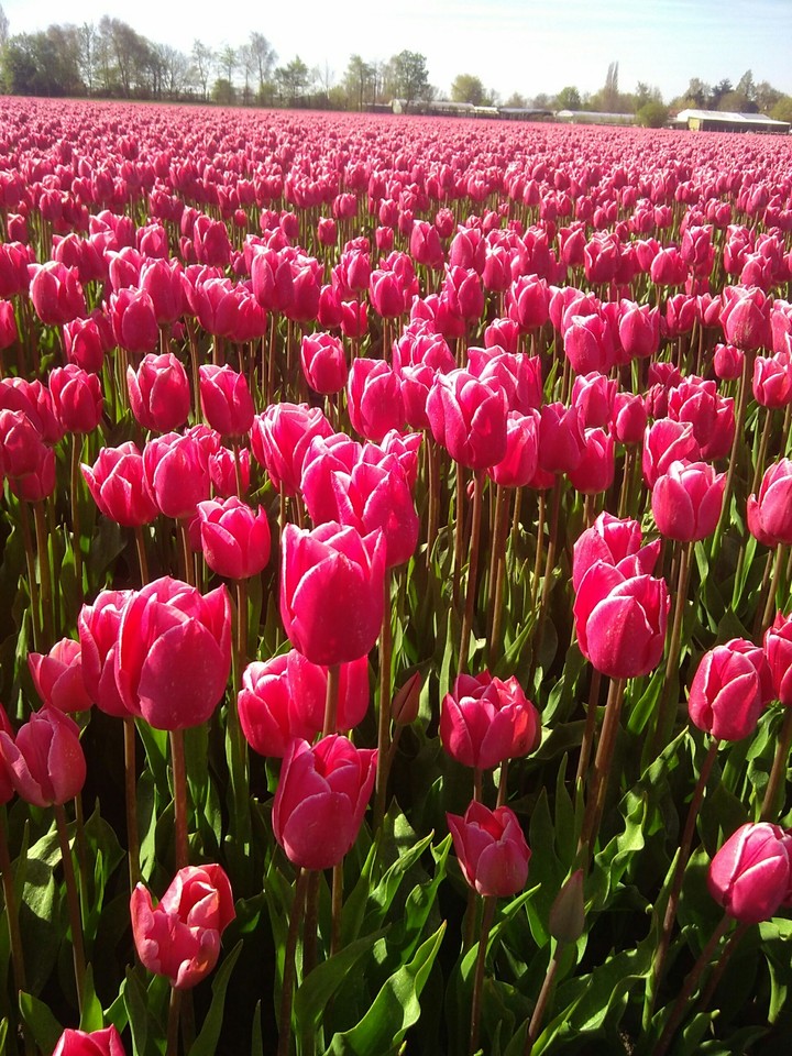 Champs de Tulipes