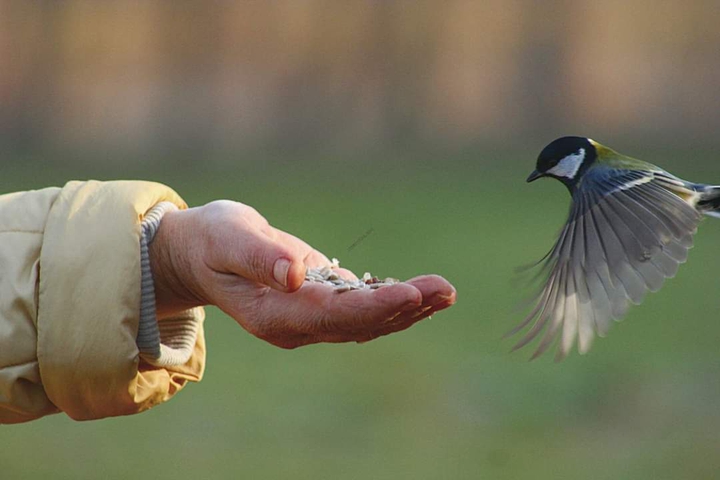 bird