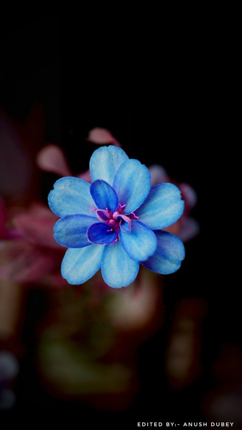 nature, blue壁纸