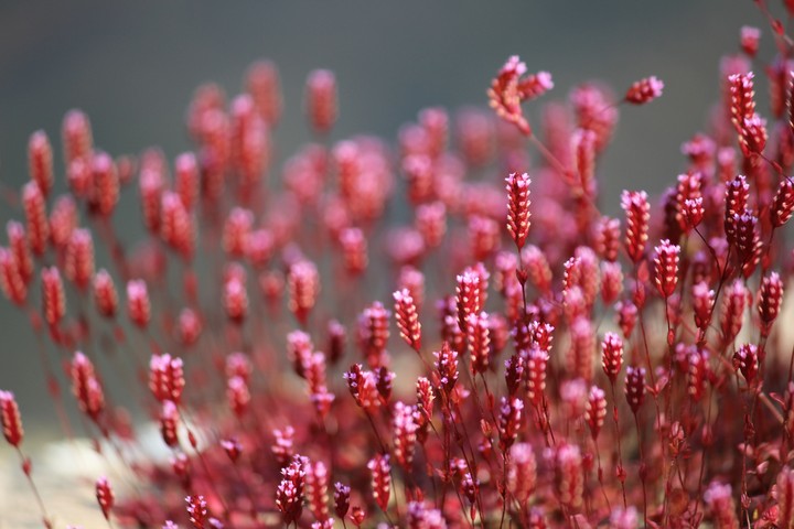 Little red flowers in river