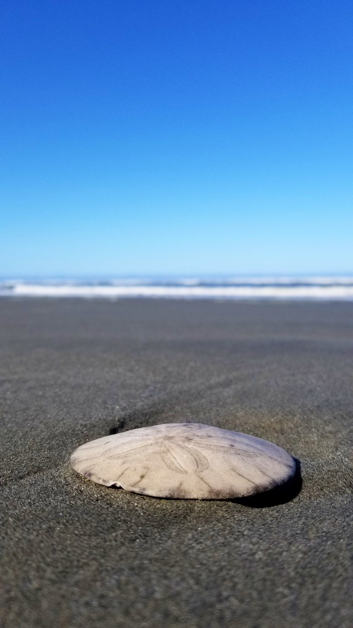 #sanddollar