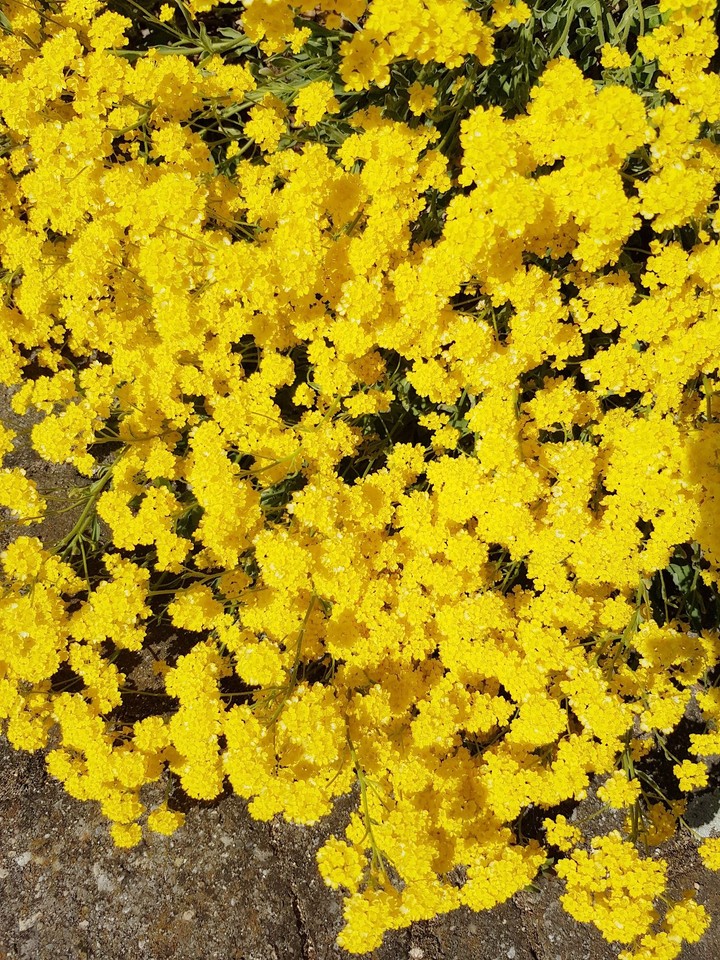 Yellow Flowers