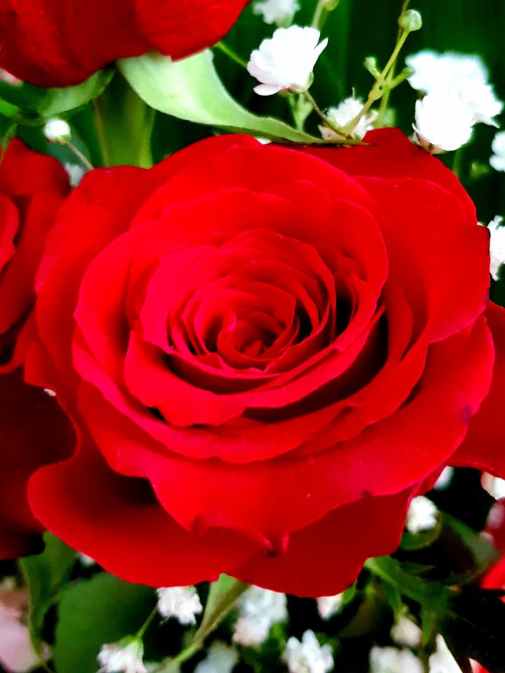 Red rose