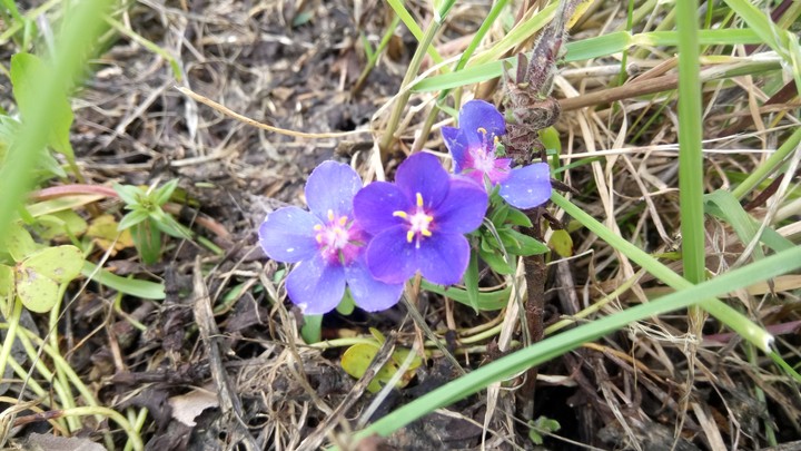 Flor
